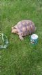 Rehomed...Sulcata : Female approx 5-6 years old (Etty)